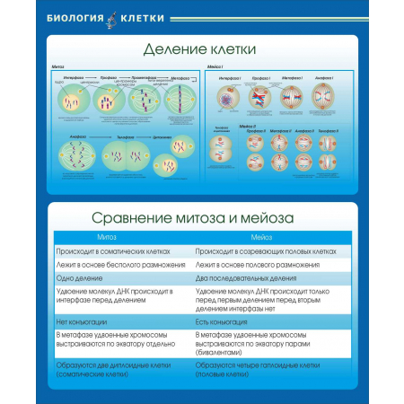 Модель Митоз и мейоз в клетке: купить для школ и ДОУ с доставкой по всей России